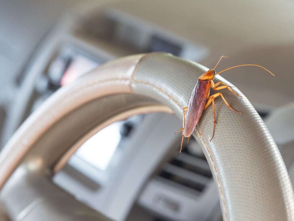 How to get rid of cockroaches from your car 1200x900 1