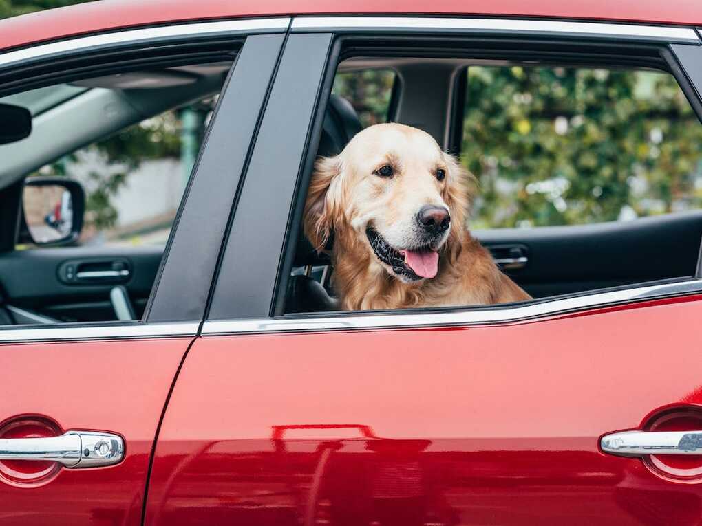 Do you suffer from stains in your car upholsteryw